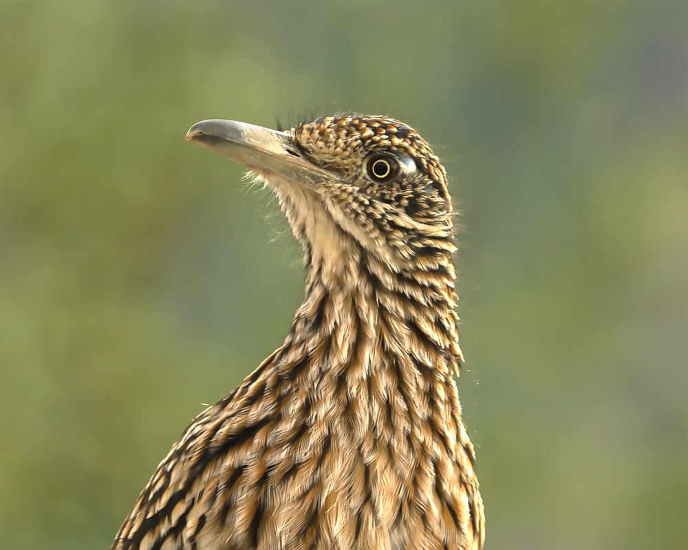 a bird with a long beak