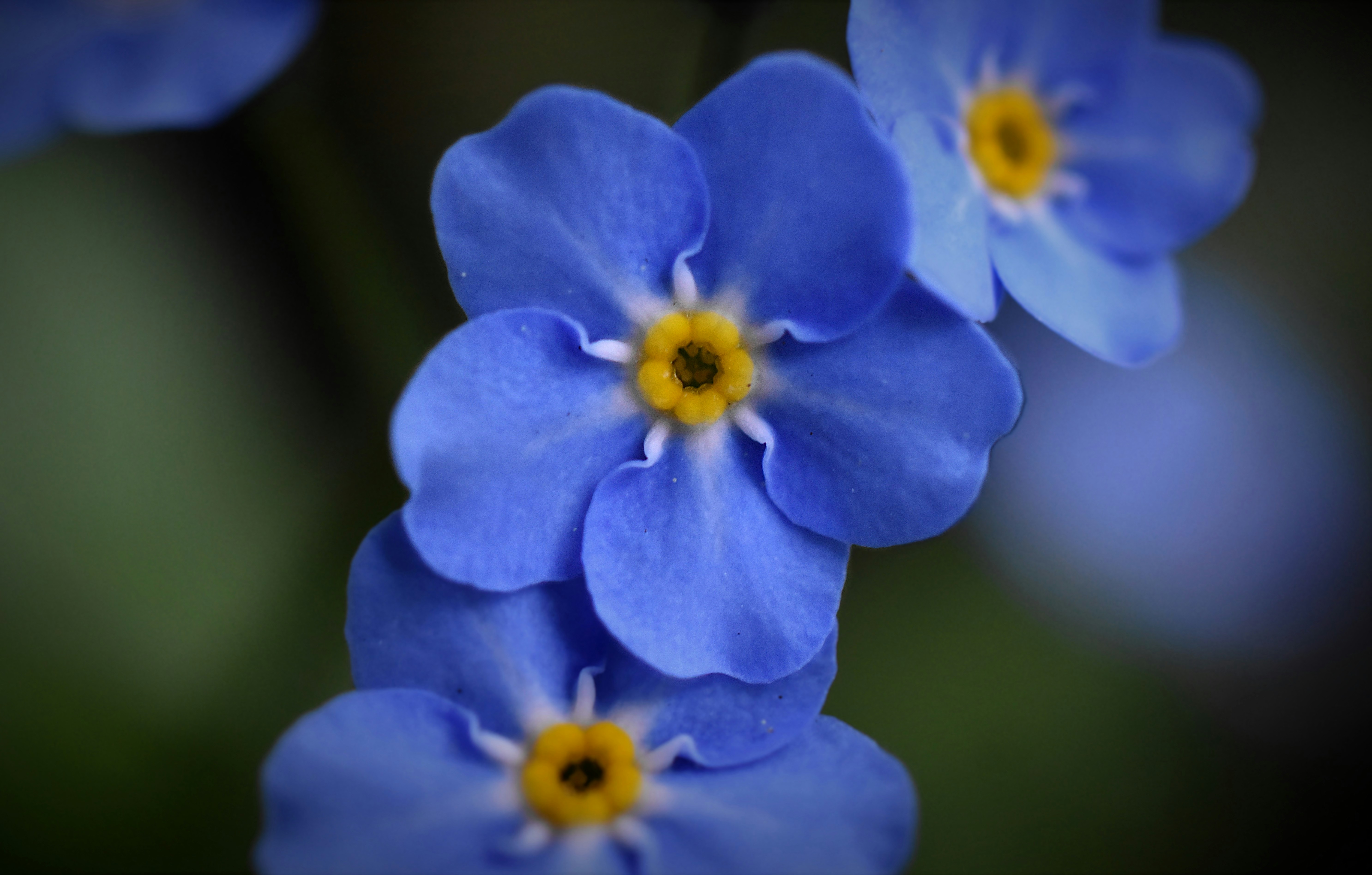 Wood Forget-me-nots in closeup