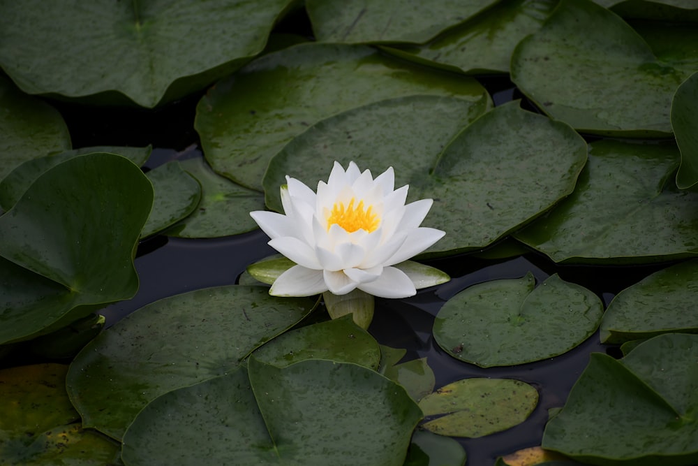 uma flor branca cercada por água