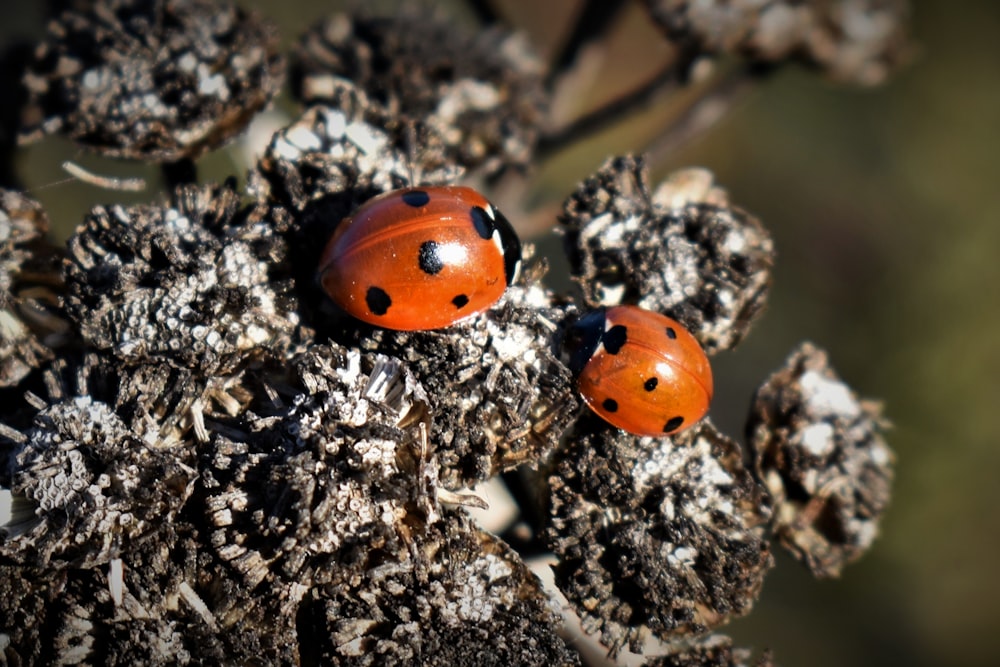 a couple of ladybugs on a tree branch