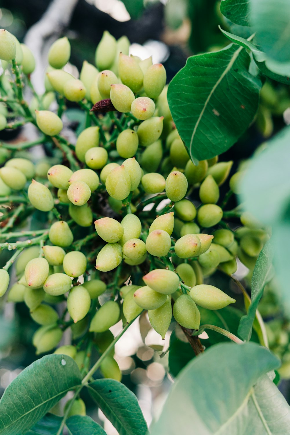 a close-up of a plant