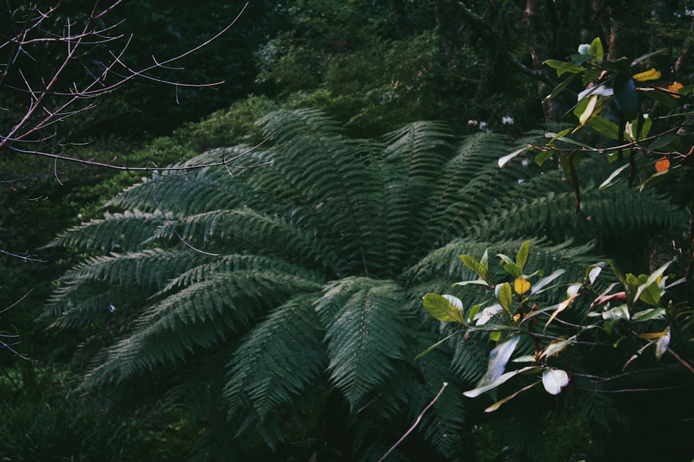 a close-up of a tree