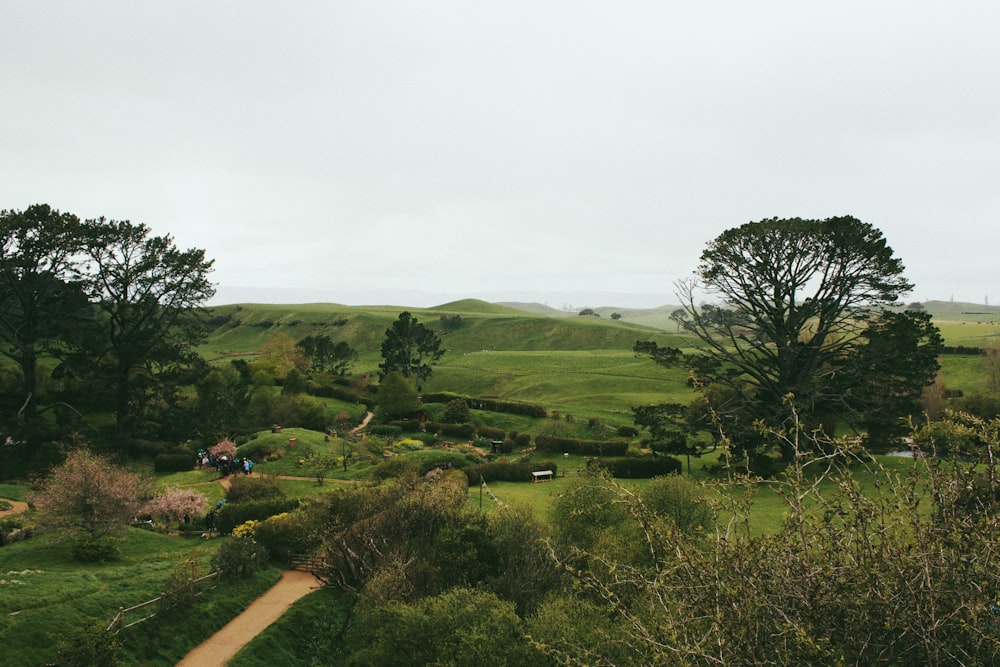 uma paisagem com árvores e grama