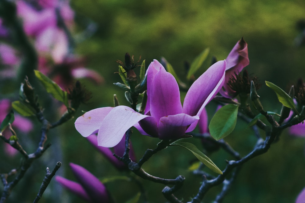 a close up of a purple flower