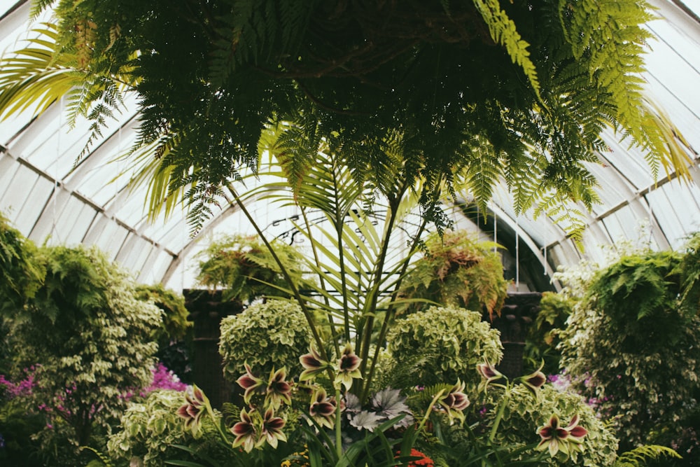 a group of plants in a garden