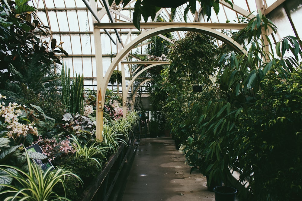 a walkway through a garden