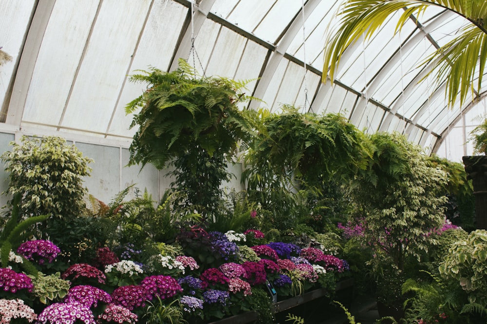 Un jardín con plantas y flores