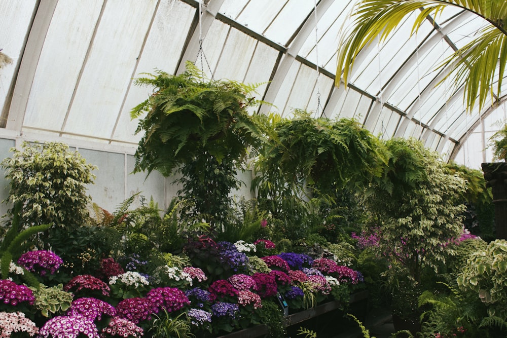 a garden with plants and flowers