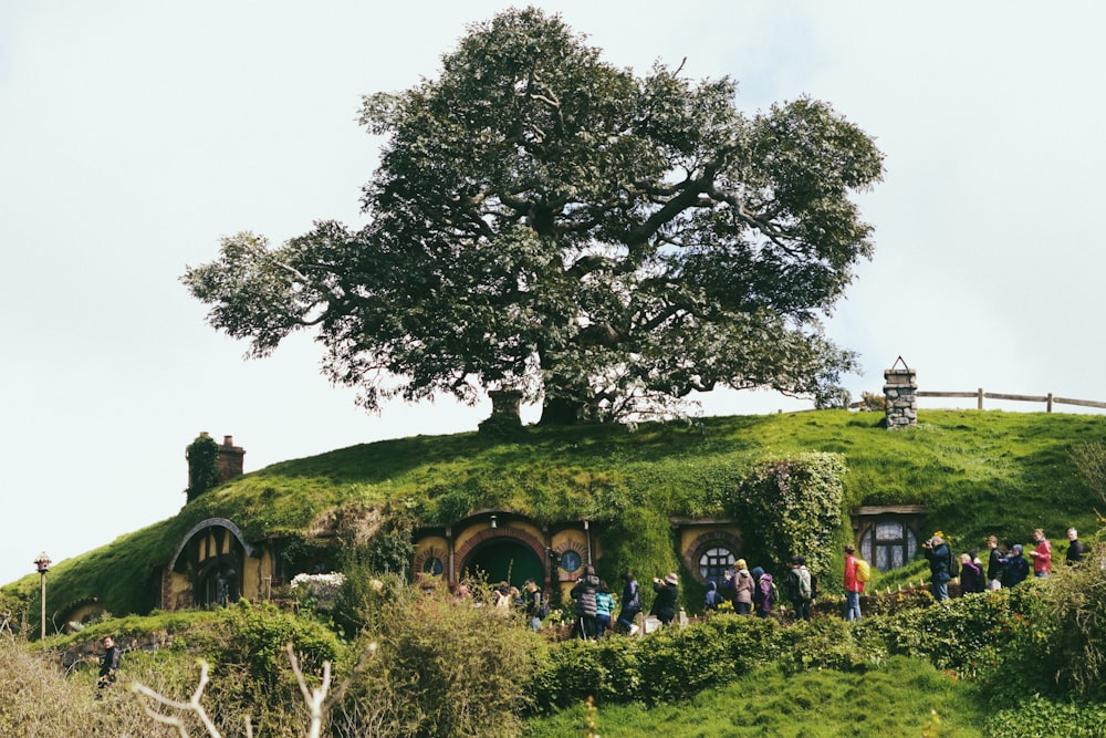 a large tree on a hill