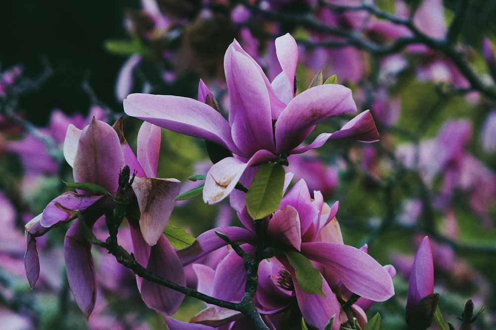 a close up of a flower