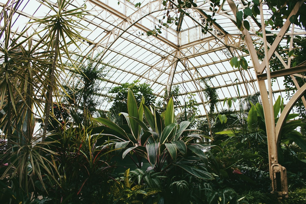 a greenhouse with plants