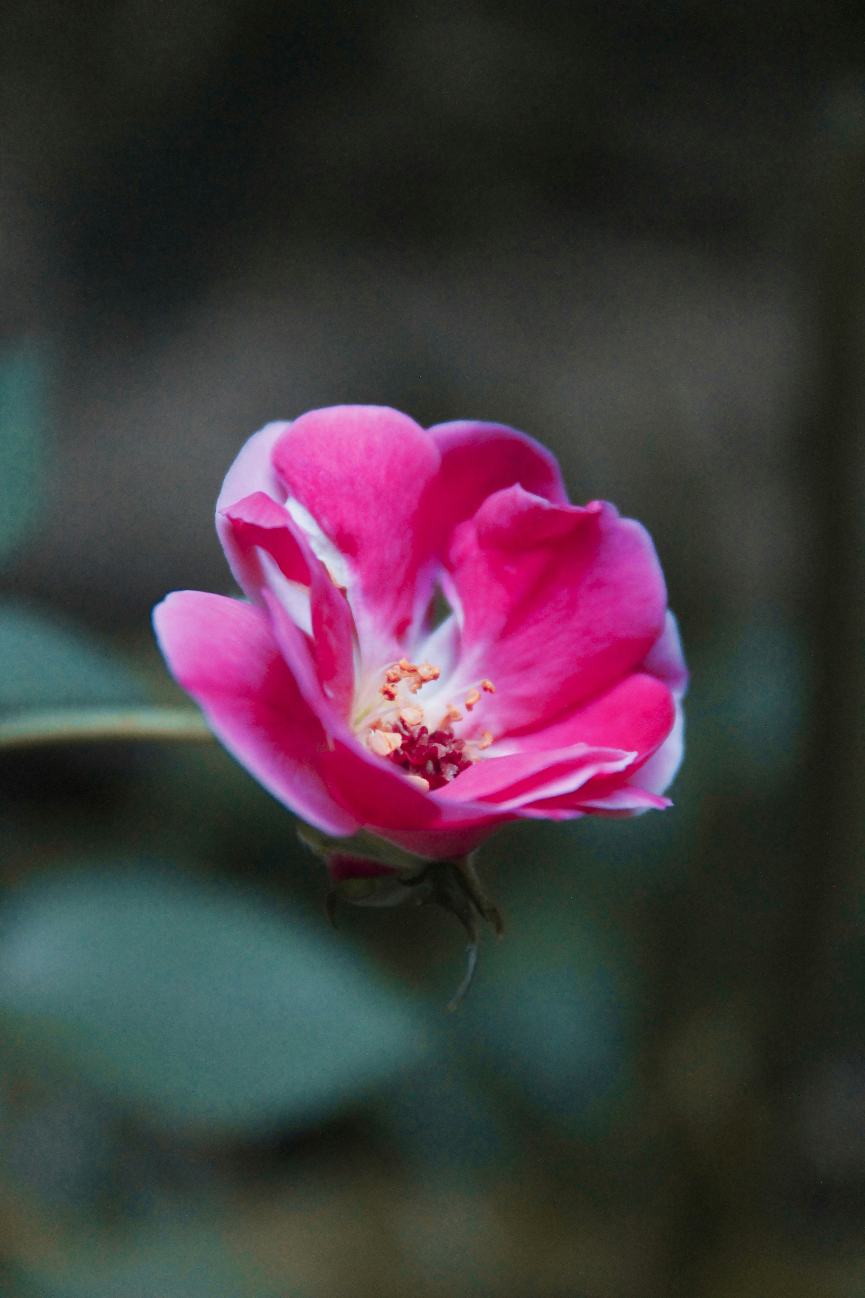 Photo by paolarurrutia