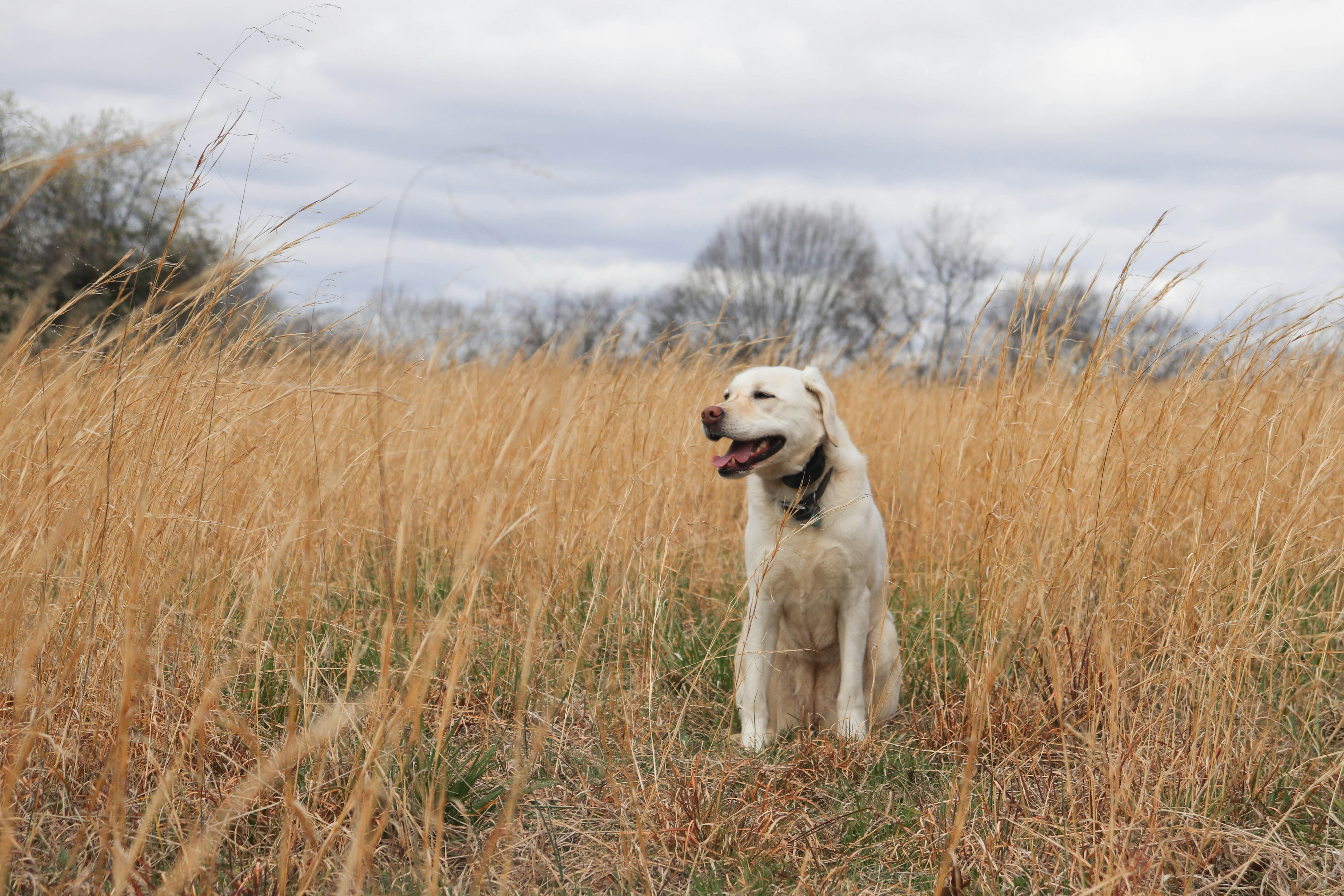 Photo by lroberts067