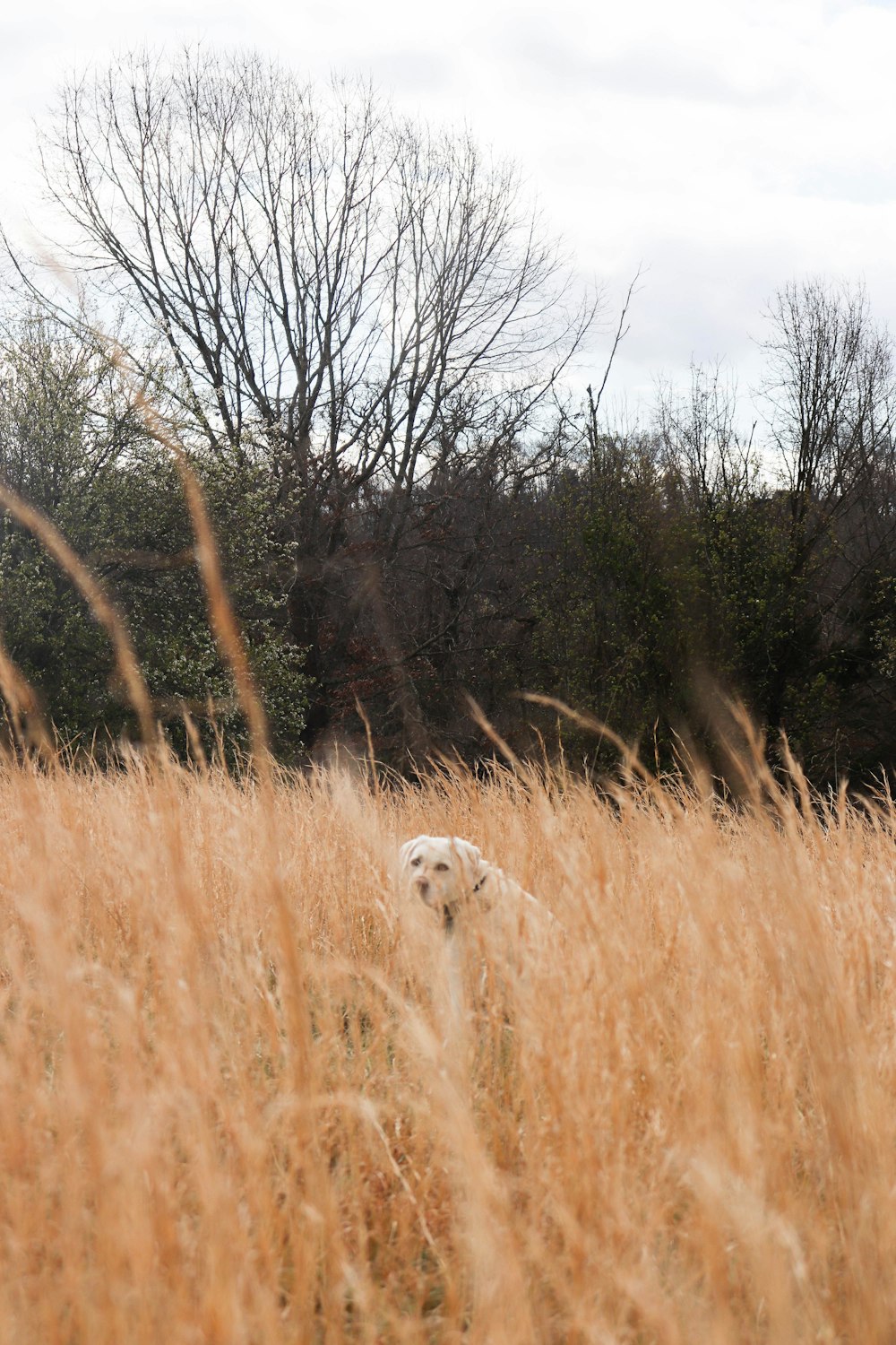 a dog in a field