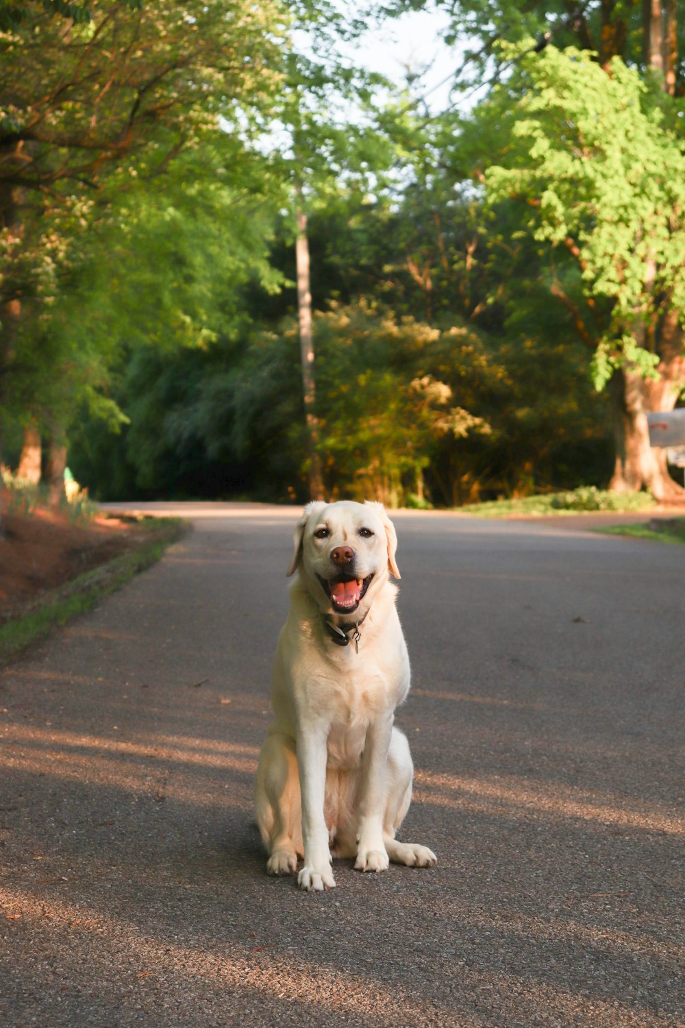 a dog standing on a road