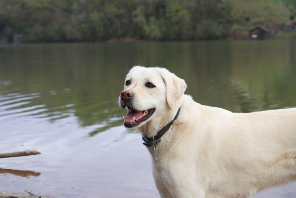 a dog in the water