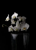 Elegant white orchids arranged with subtle greenery in a modern glass pot.