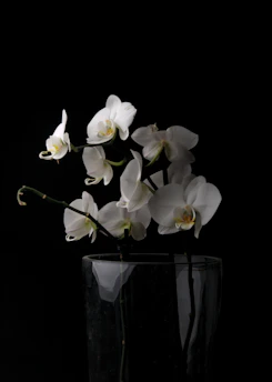 A close-up image of an elegant white orchid arrangement in a sleek vase on a dark wood table.