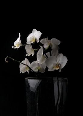 A delicate arrangement of white orchids placed in a clear glass vase is set against a stark black background, accentuating the flowers' elegance. The orchids feature light green stems and subtle yellow centers, creating a striking contrast with the darkness around them. The soft lighting highlights the petals' smooth texture and gentle curves.
