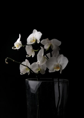 A delicate arrangement of white orchids placed in a clear glass vase is set against a stark black background, accentuating the flowers' elegance. The orchids feature light green stems and subtle yellow centers, creating a striking contrast with the darkness around them. The soft lighting highlights the petals' smooth texture and gentle curves.