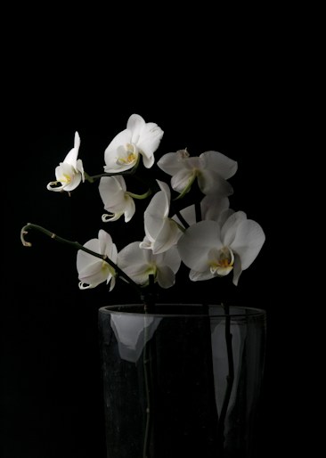 A delicate arrangement of white orchids placed in a clear glass vase is set against a stark black background, accentuating the flowers' elegance. The orchids feature light green stems and subtle yellow centers, creating a striking contrast with the darkness around them. The soft lighting highlights the petals' smooth texture and gentle curves.