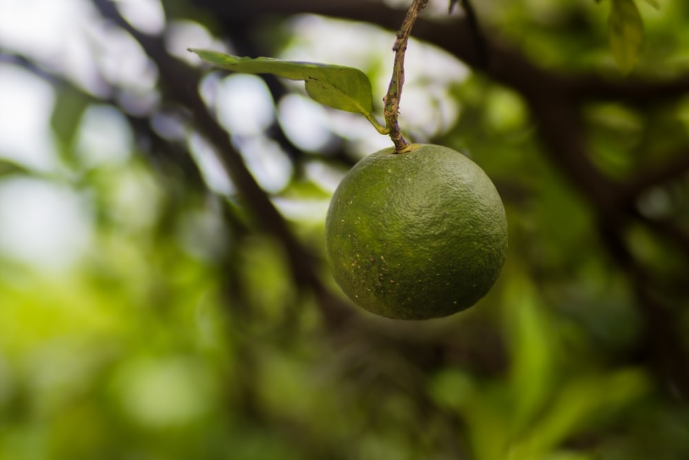 a green fruit from a tree