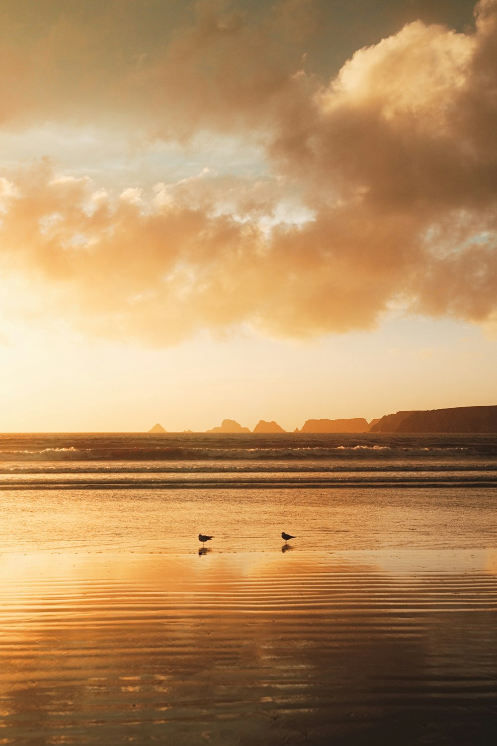 a couple of birds on a beach