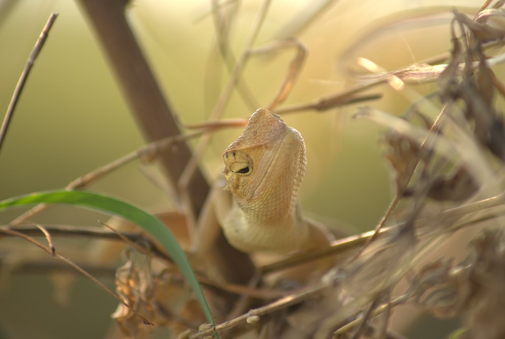 a small animal on a branch