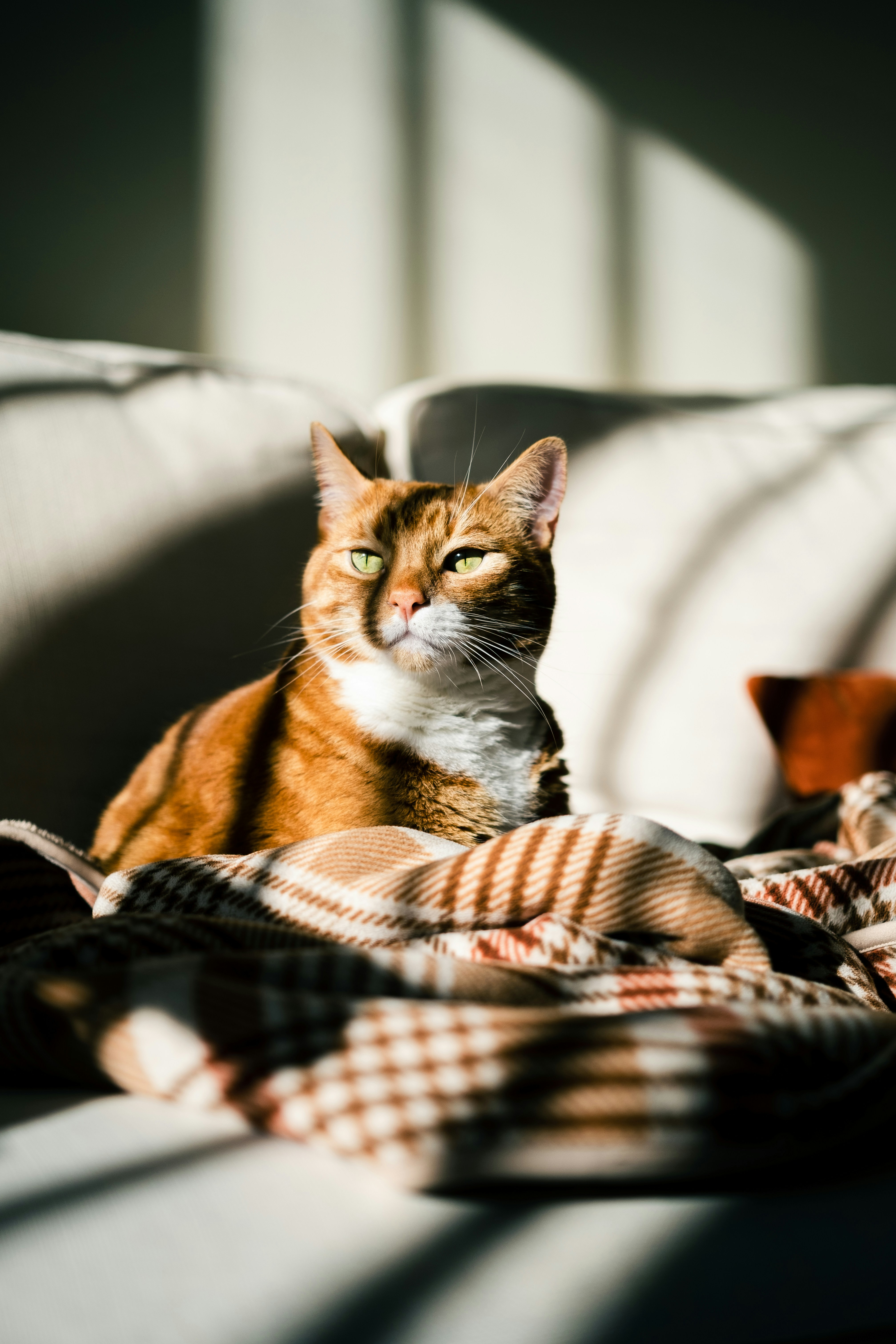 a cat sitting on a couch
