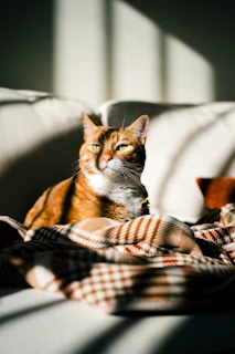 a cat sitting on a couch