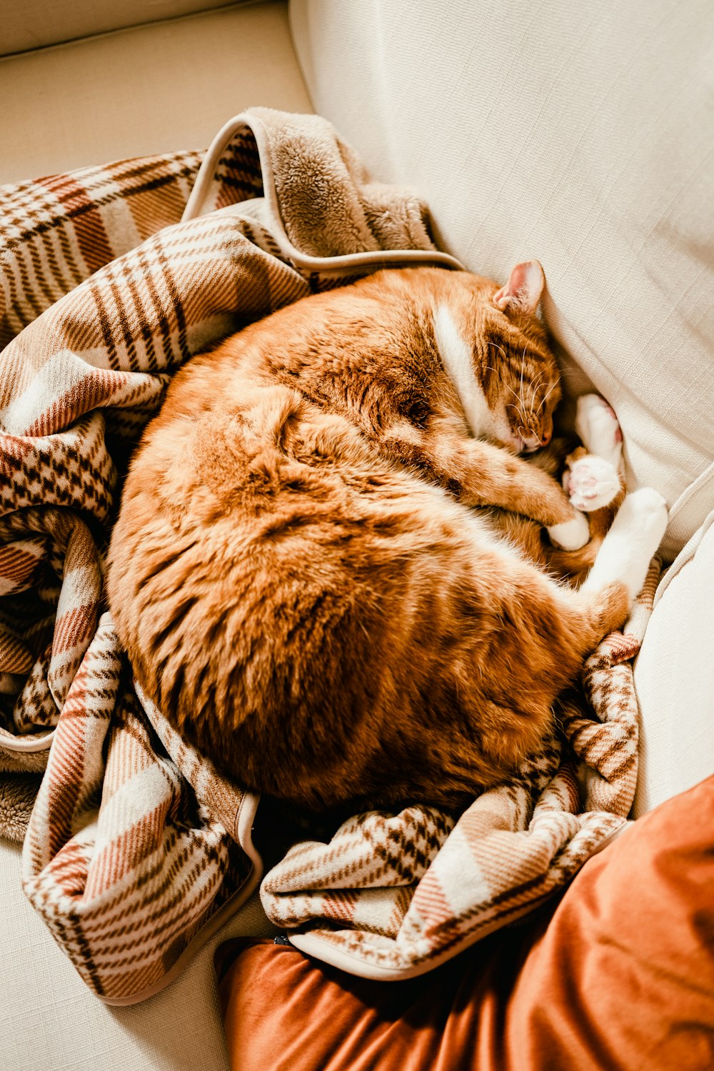 a cat sleeping on a blanket