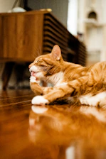A pet owner gently cleaning a wooden floor with a soft mop next to a playful cat.