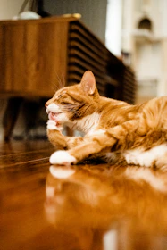 A pet owner gently cleaning a wooden floor with a soft mop next to a playful cat.