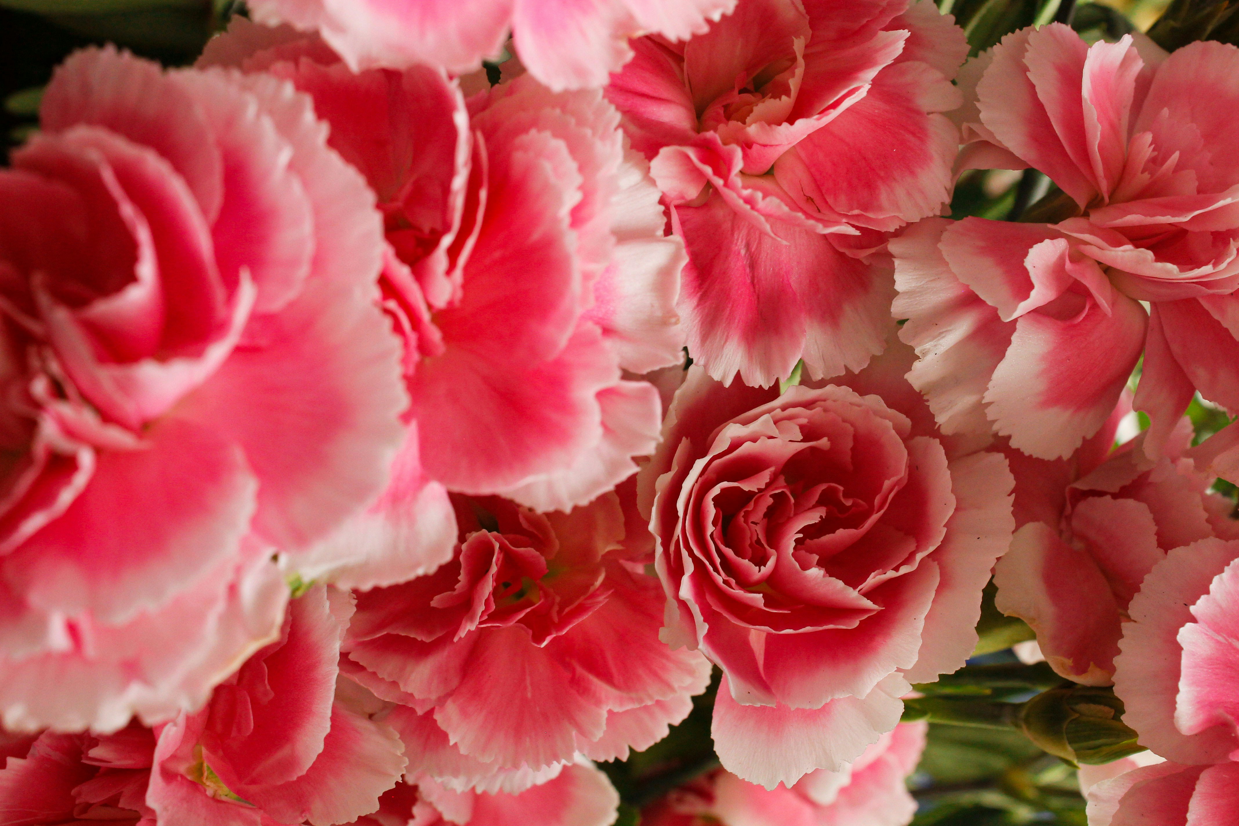 Photo by paolarurrutia