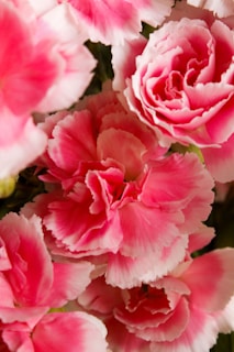 Bright pink flowers with delicate, ruffled petals. The petals have a gradient of vibrant pink to soft white edges, and the blossoms are closely clustered together, creating a lush and full appearance. The background is a mix of leaves and shadows, enhancing the focus on the blooms.