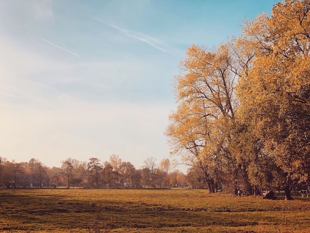 Ein Feld mit Bäumen darin