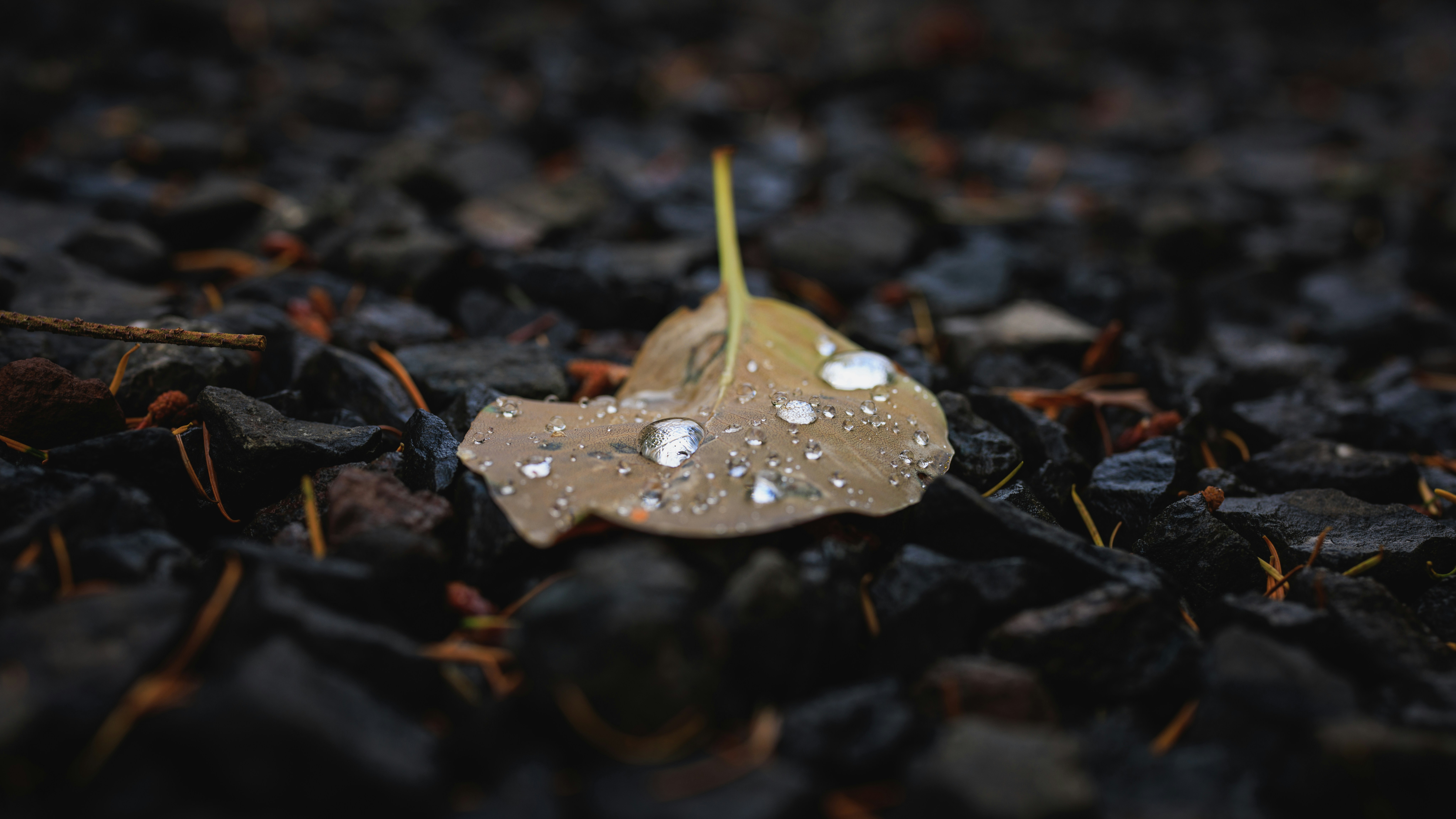 Photo by wanderingcrow