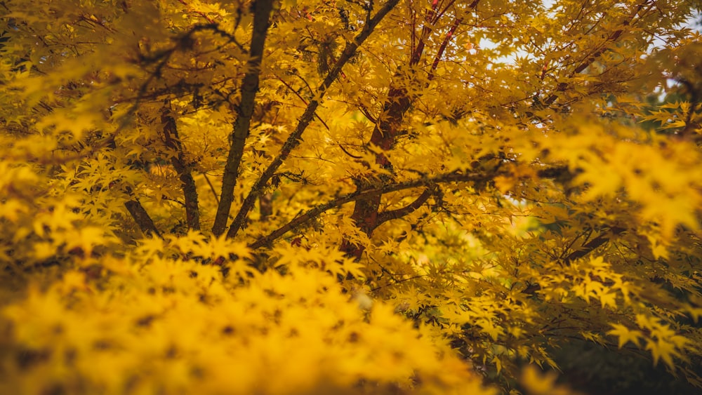 a forest with yellow leaves