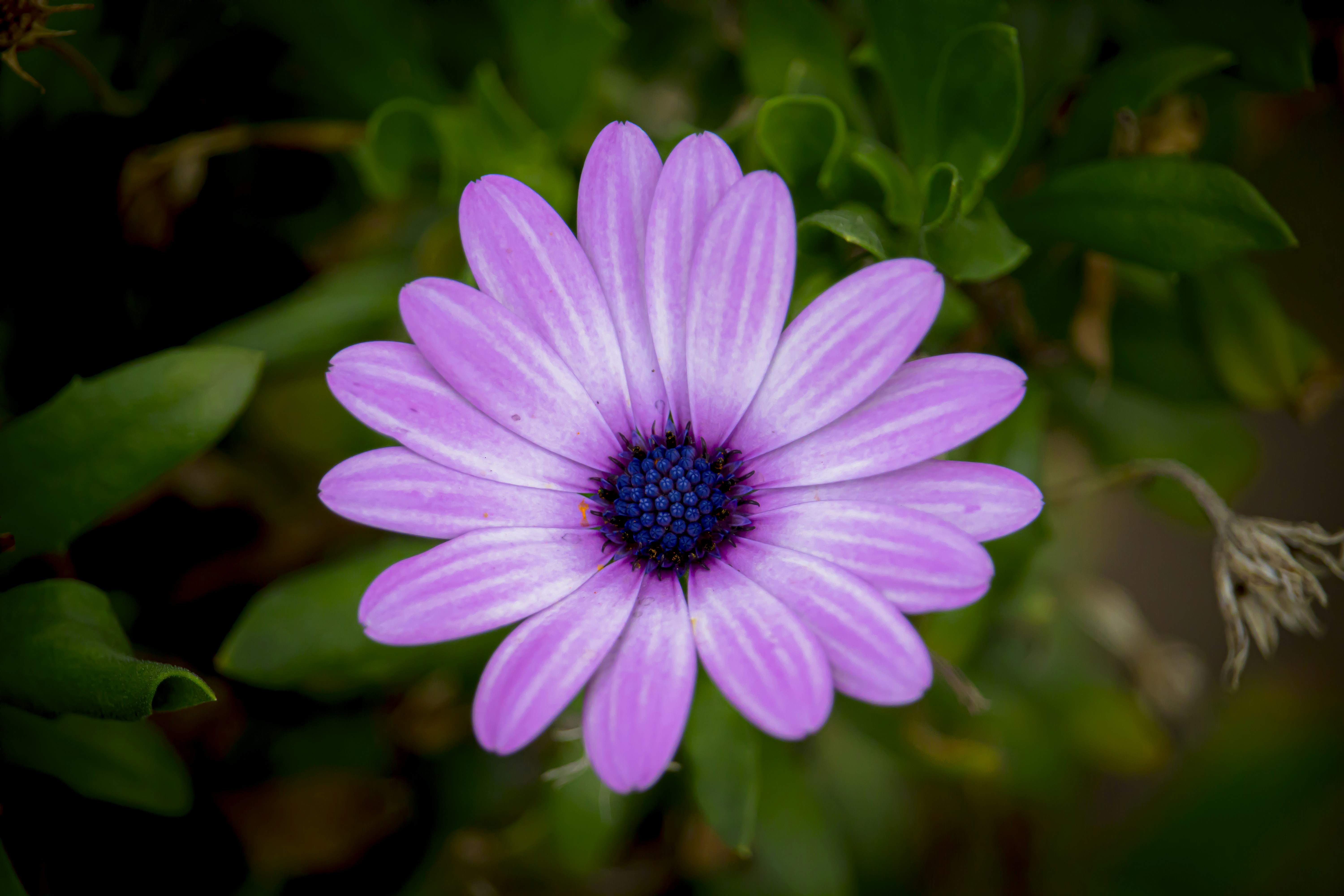 Photo by hicarodecastro