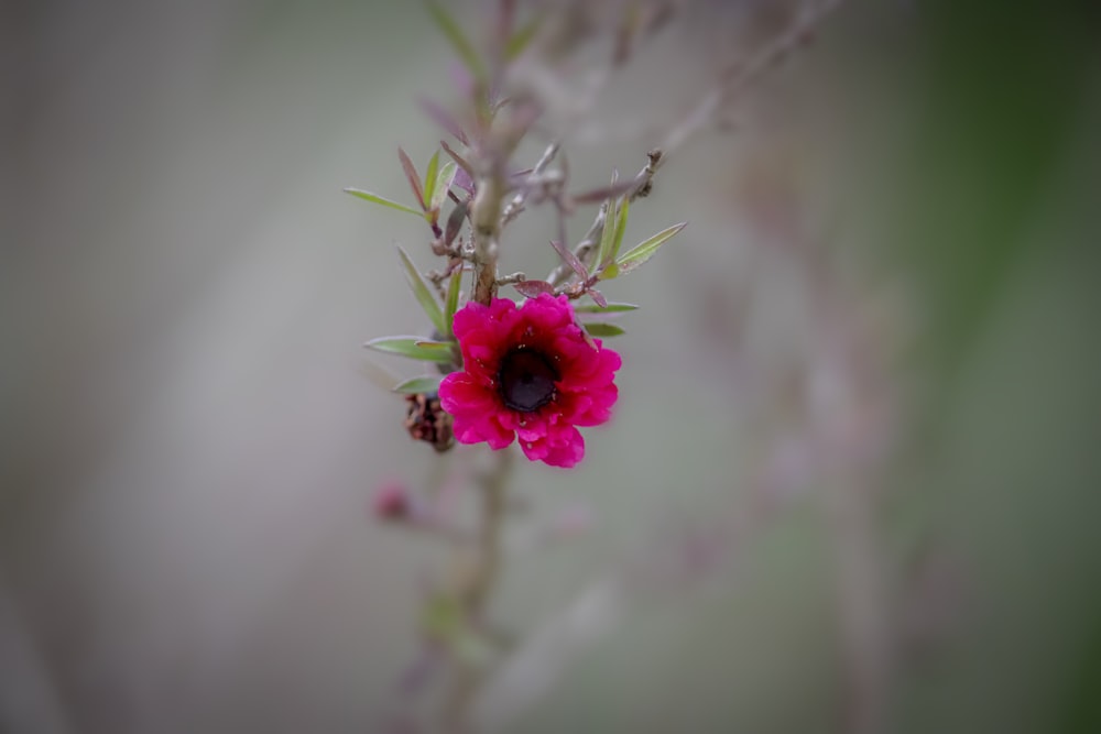 a close up of a flower