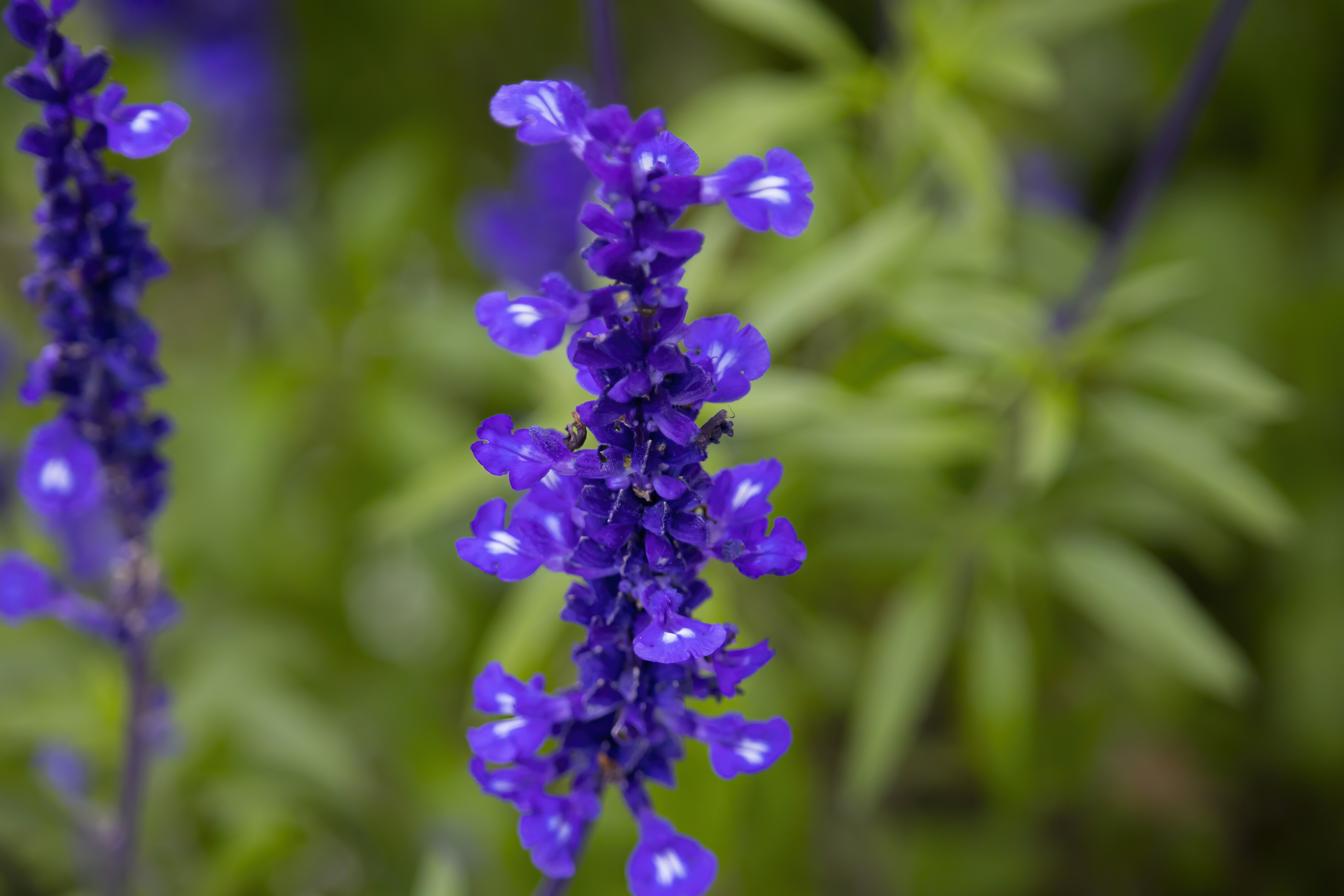 Photo by hicarodecastro