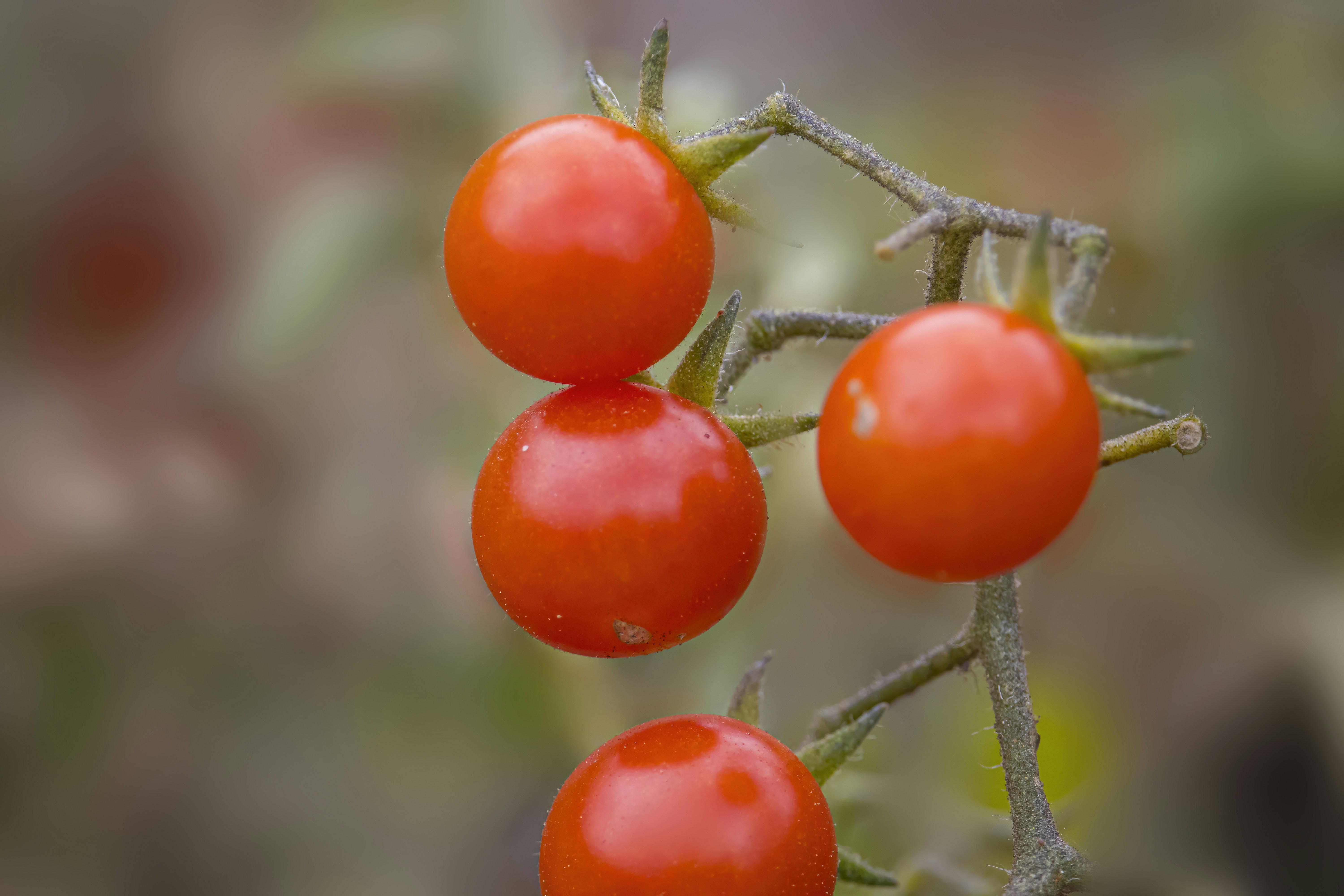 Photo by hicarodecastro