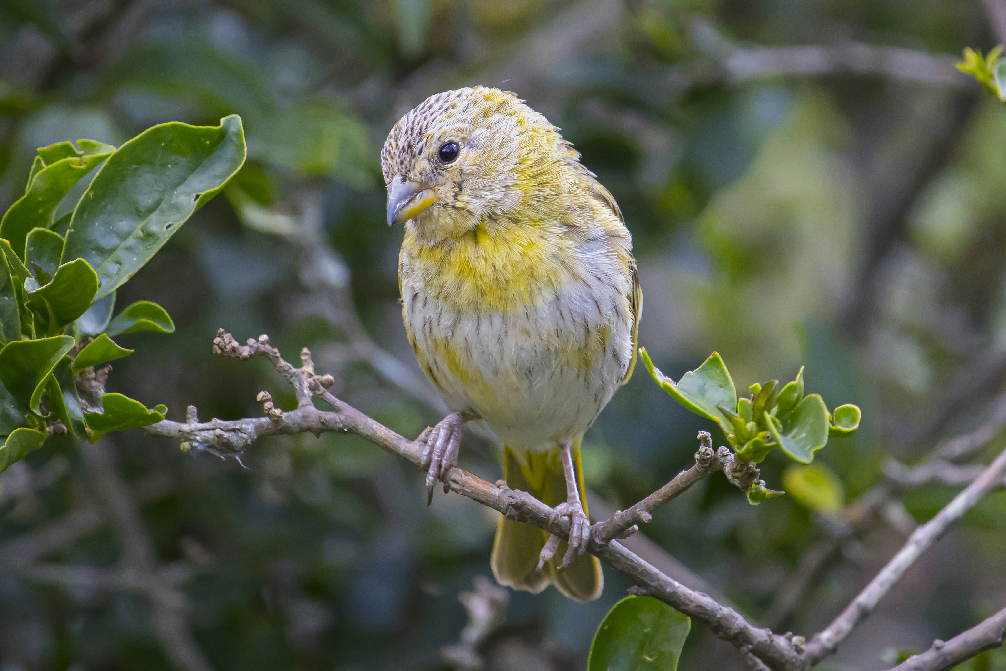 Photo by hicarodecastro