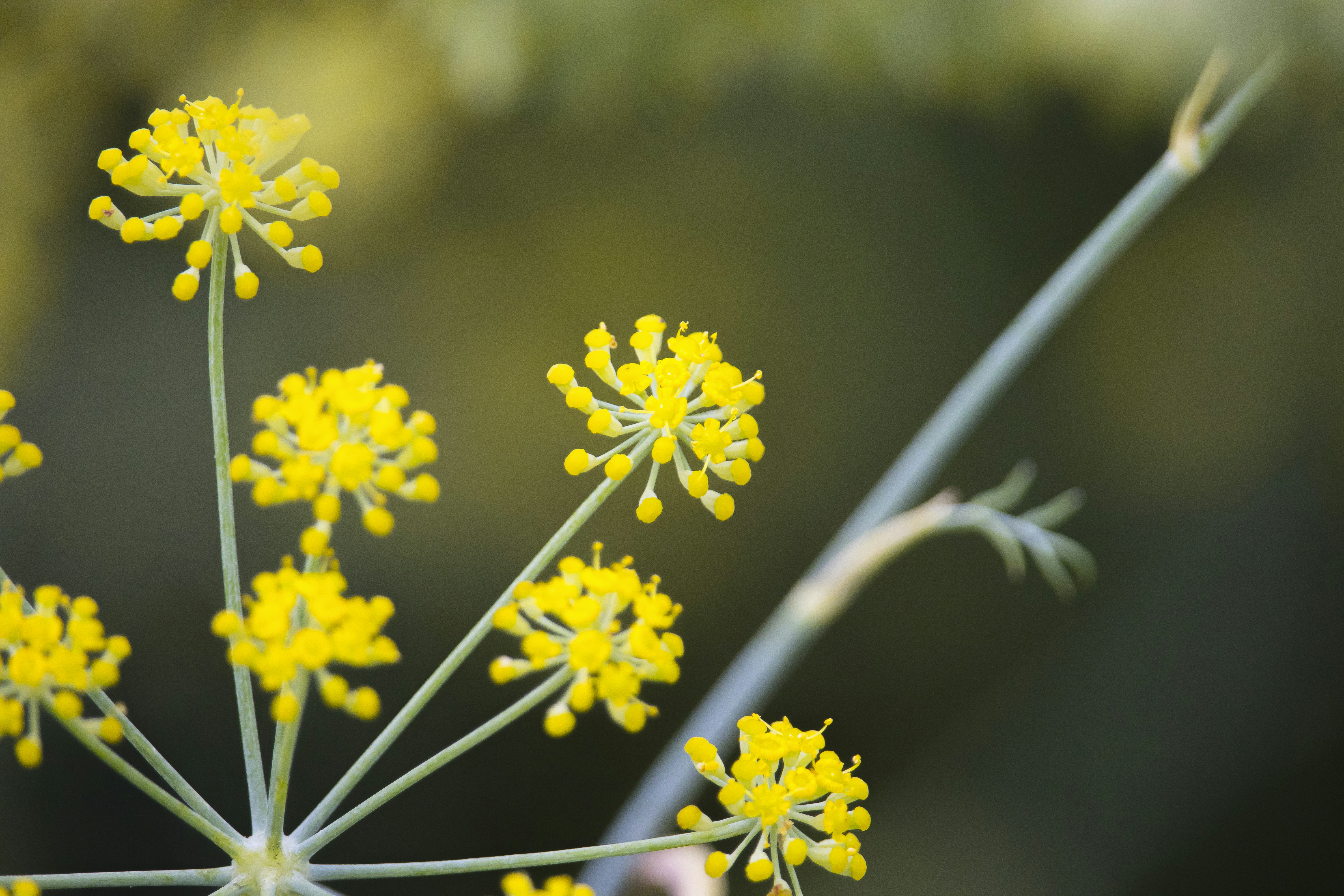 Photo by hicarodecastro