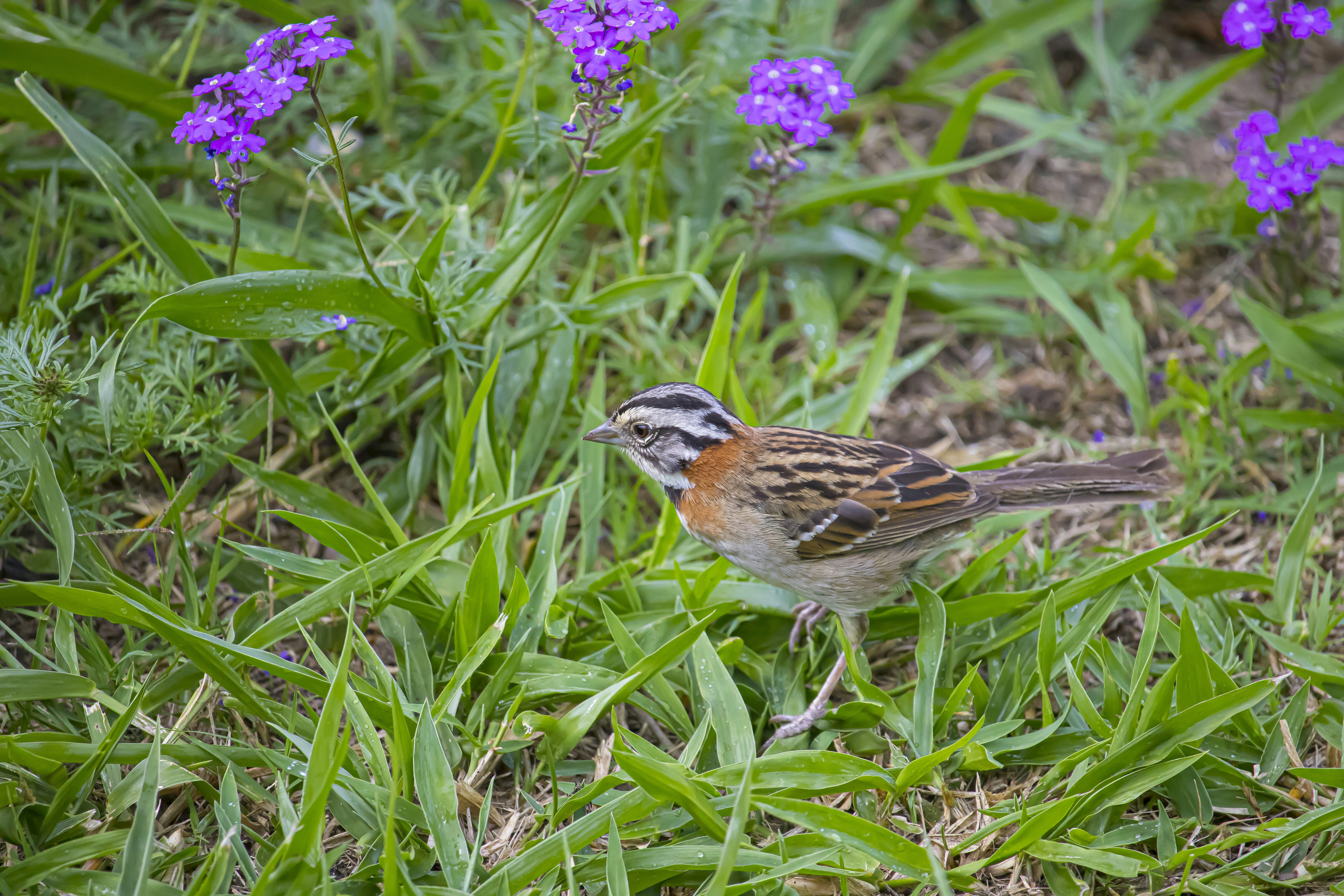 Photo by hicarodecastro