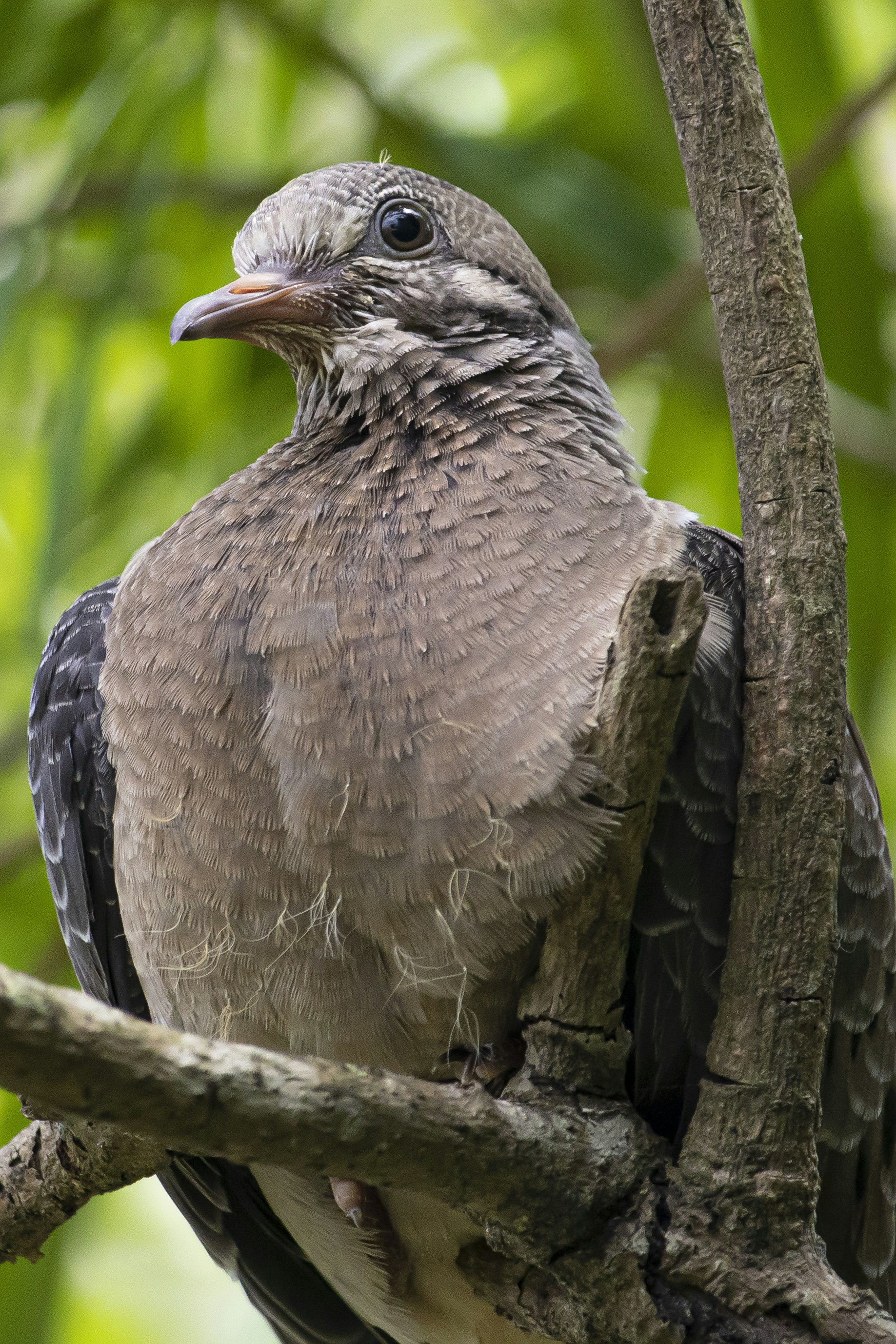 Photo by hicarodecastro