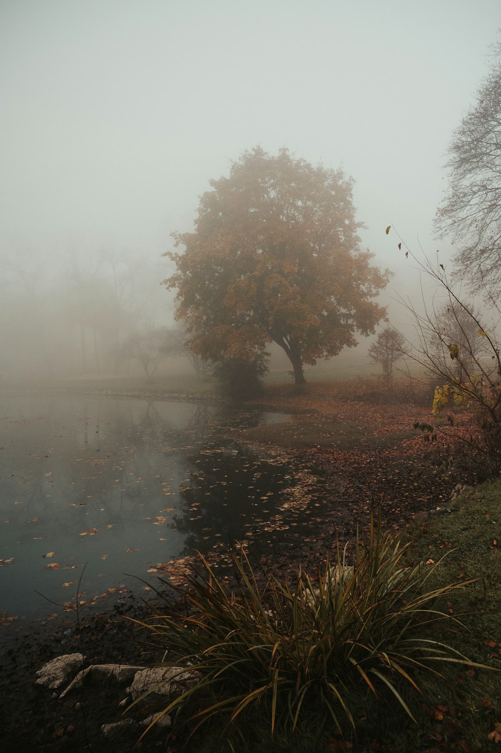 a foggy field with a tree