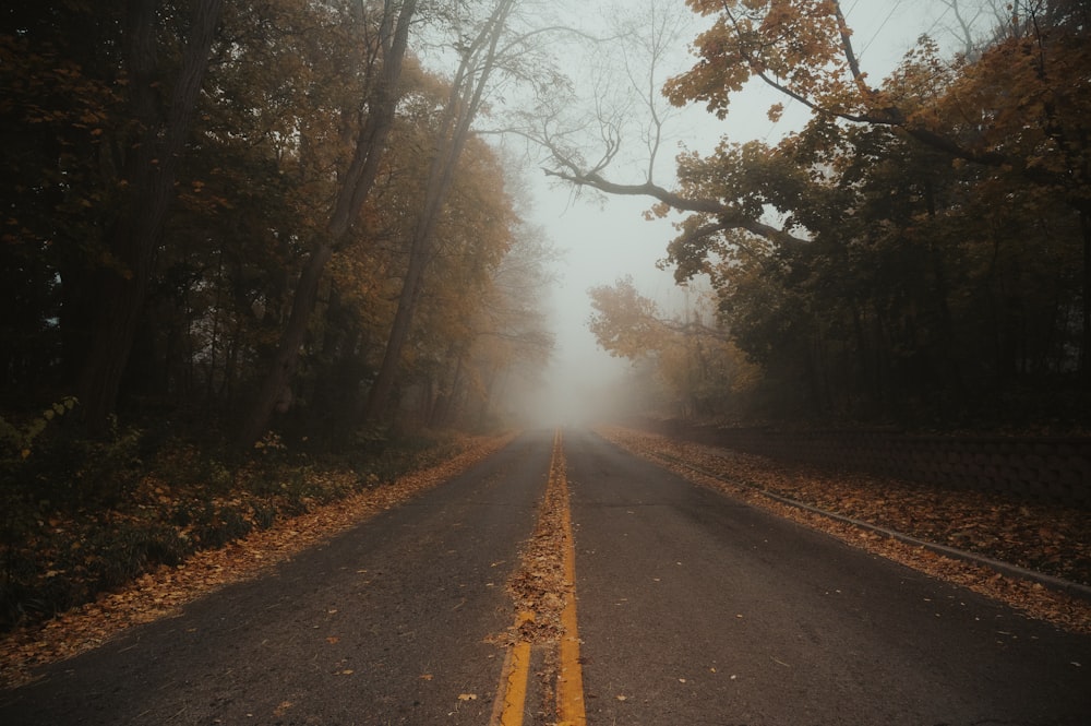 a road with trees on either side