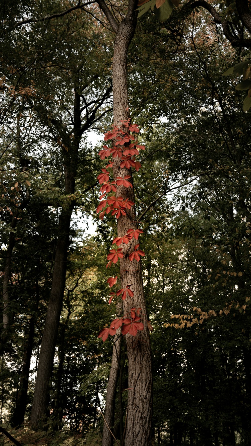 a tall tree with red leaves