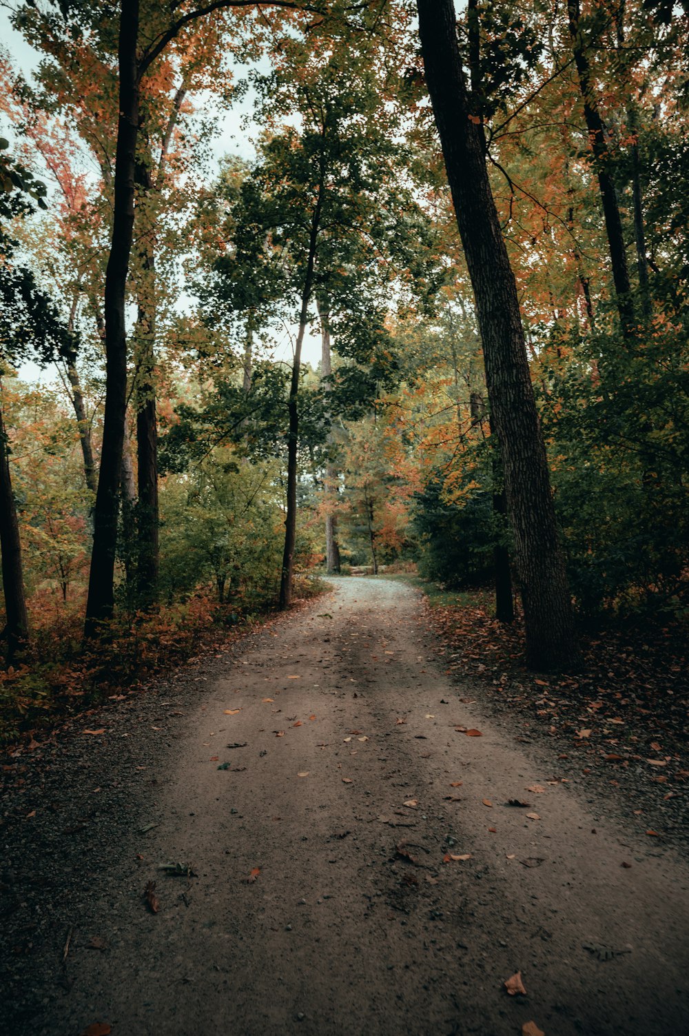 a dirt road with trees on either side of it